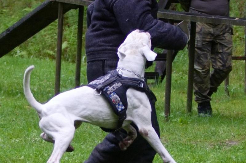 karlovarští psovodi