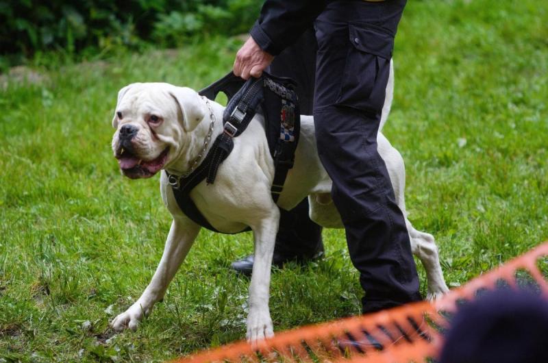 karlovarští psovodi