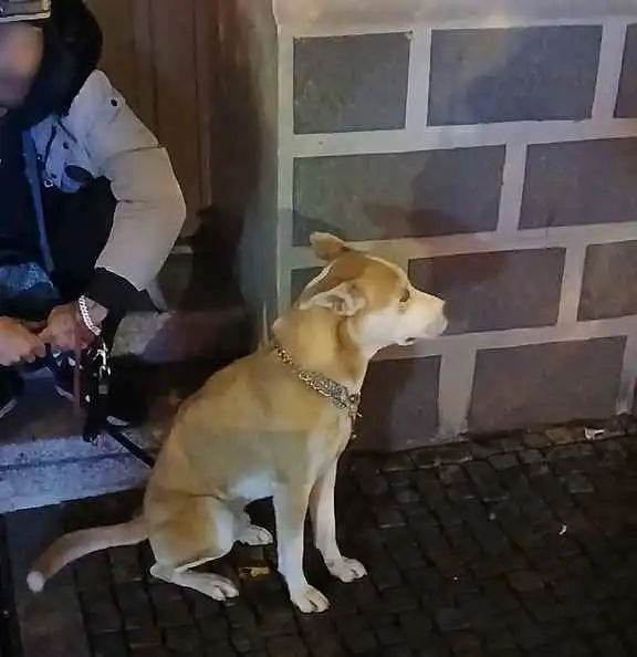 Hledaného poznali na první pohled, čtyřnohý parťák potřeboval vlastní odvoz.