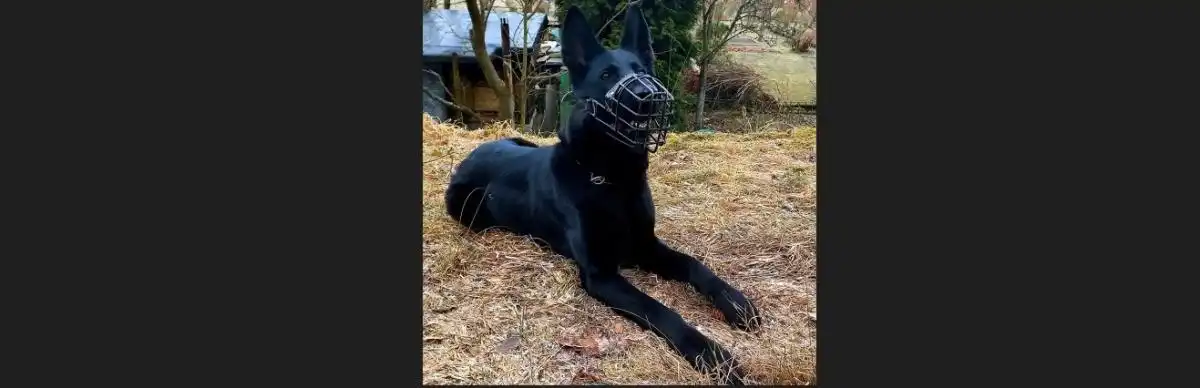 služební pes Uxa
