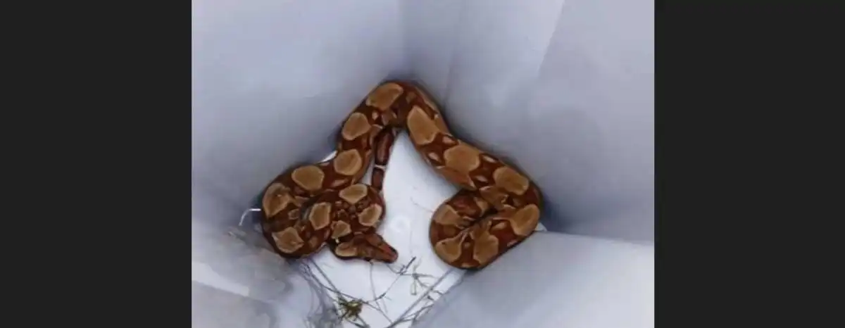 had