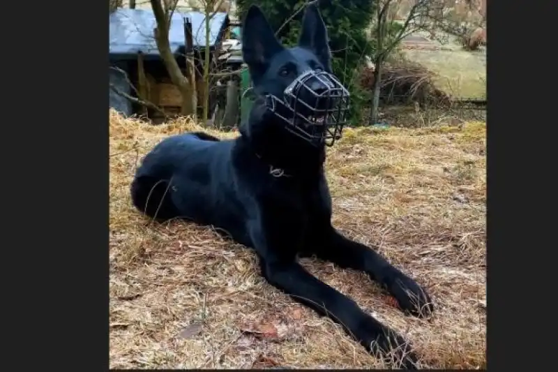 služební pes Uxa