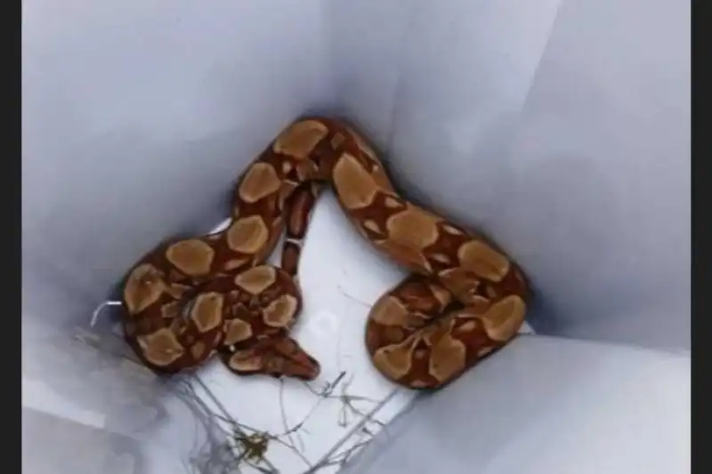 had