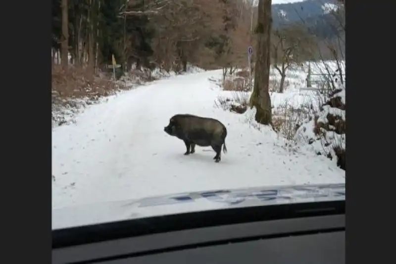 čuník