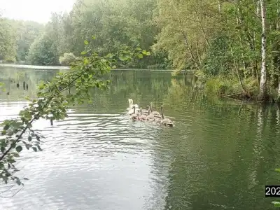 labutě
