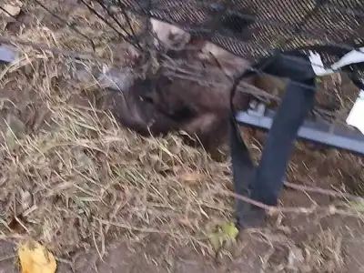 kuna v síti