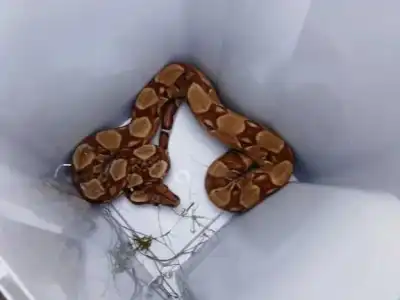 had