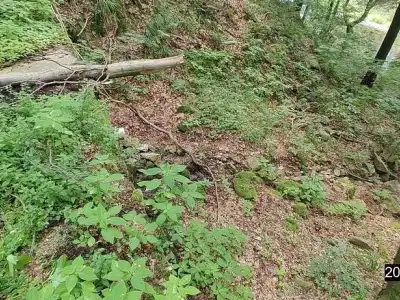 užovka obojková
